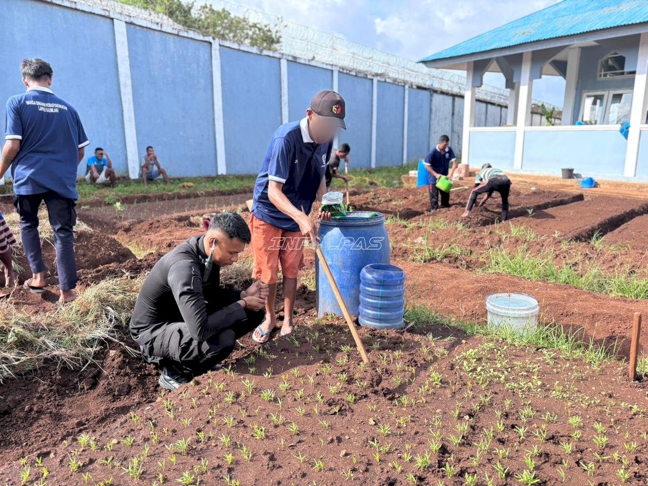 Pembinaan Produktif, Lapas Saumlaki Tanam Kangkung di Lahan Pertanian