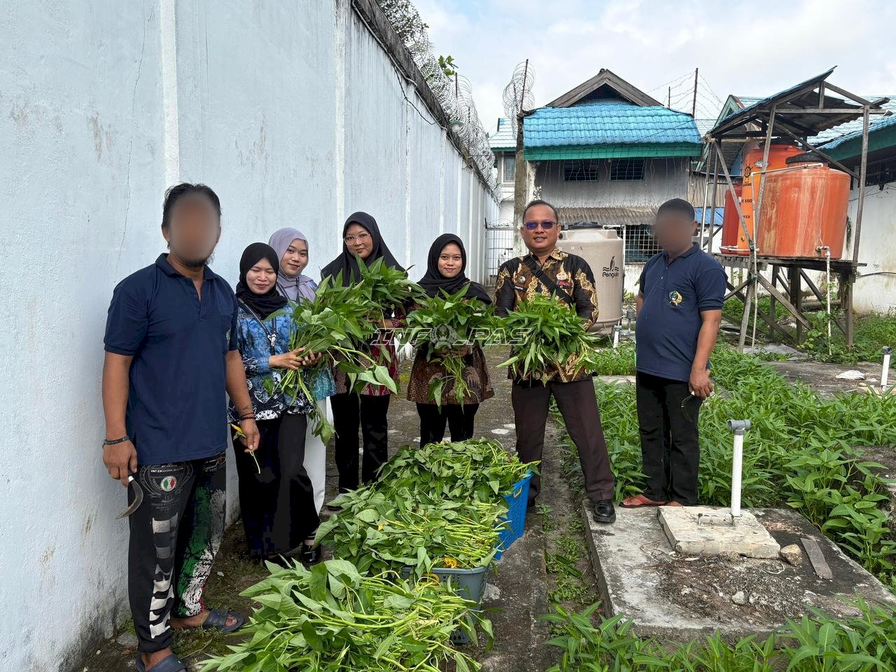Lapas Amuntai Panen 25 Kg Kangkung, Hasil Pembinaan Kemandirian Warga Binaan