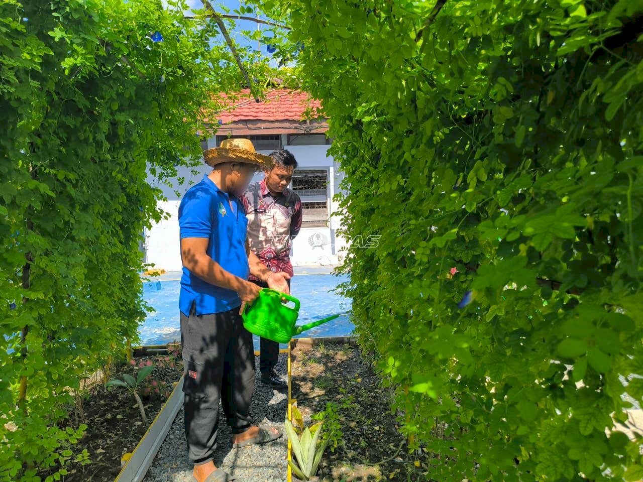 Perkuat Pembinaan Kemandirian, Warga Binaan Rutan Marabahan Budidayakan Bunga Telang