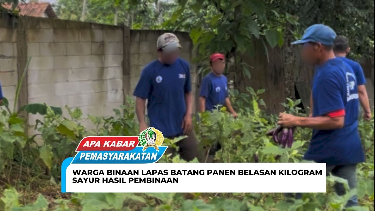 Warga Binaan Lapas Batang Panen Belasan Kilogram Sayur Hasil Pembinaan