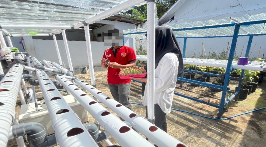 Pindah Bibit Pakcoy ke Media Hidroponik, LPKA Ternate Dukung Ketahanan Pangan Nasional