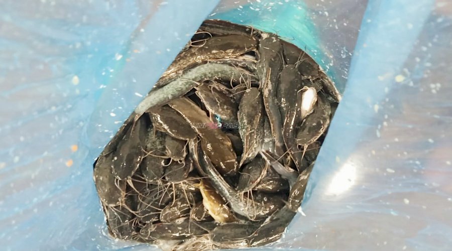 Penuhi Kebutuhan Pasar, Rutan Pelaihari Panen 22,3 Kg Ikan Lele