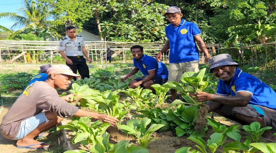 Kemandirian Pangan, Lapas Ambon Panen 40 Ikat Sayuran