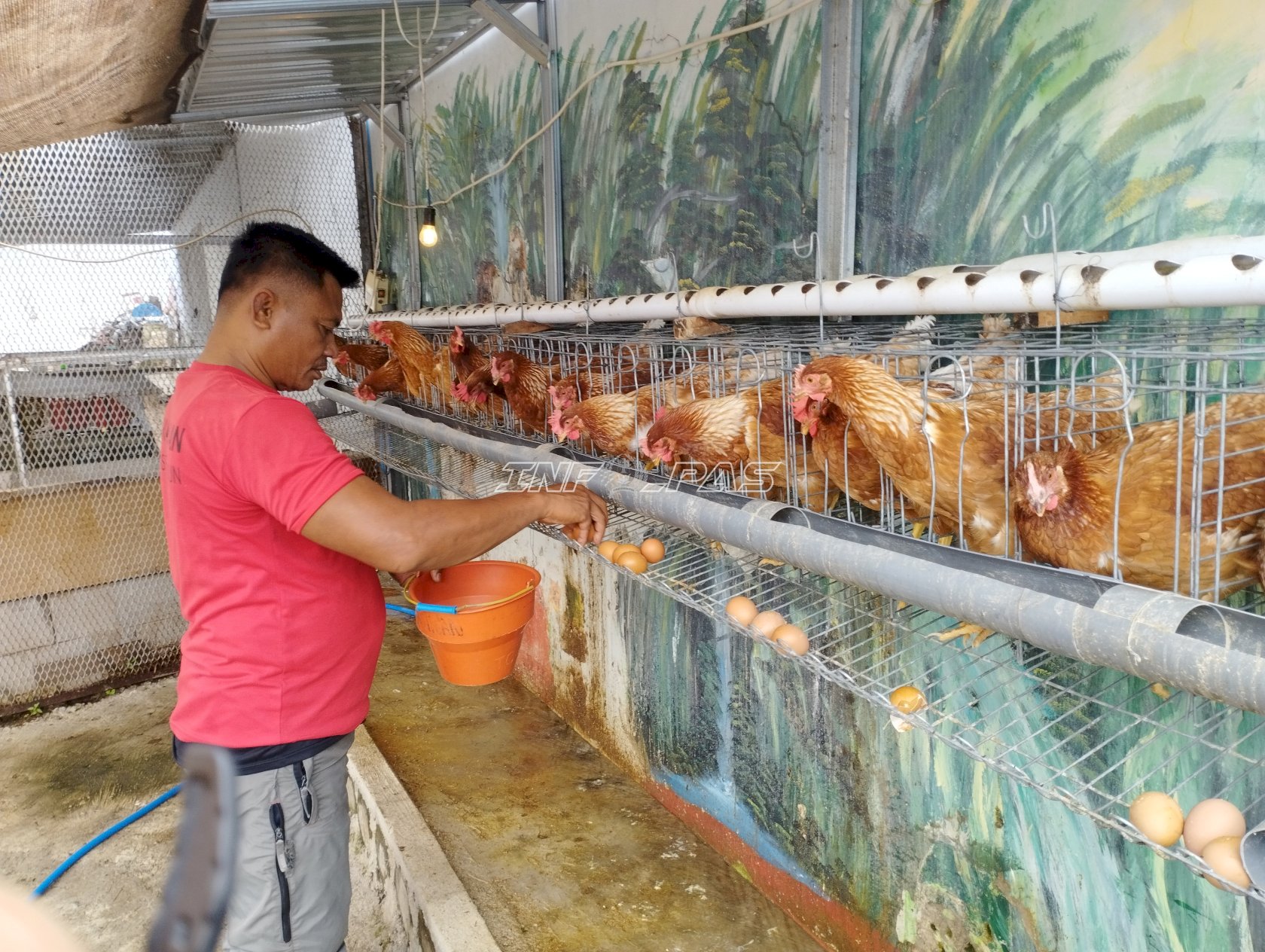 Lapas Pemuda Madiun Kembangkan Pembinaan Produktif lewat Peternakan Ayam