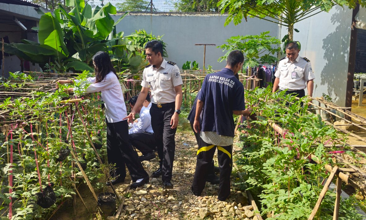 Inovatif, Warga Binaan Lapas Pangkalpinang Kembangkan Budidaya Semangka Madu Gantung