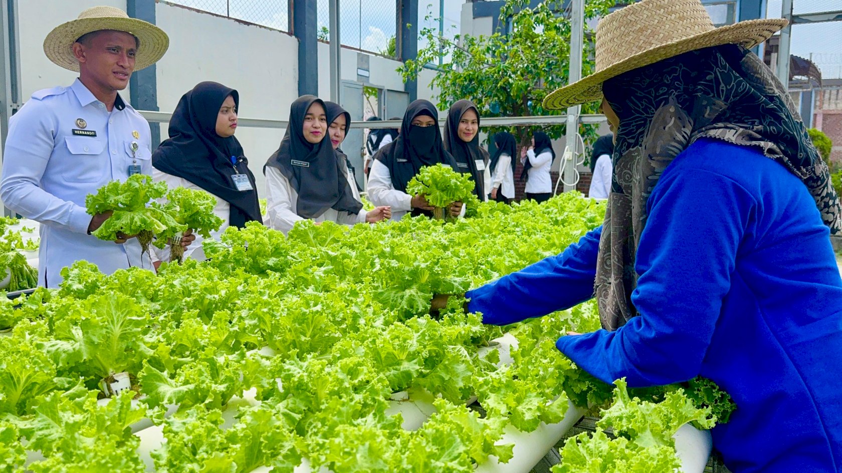 Lapas Lhoknga Panen Selada Hidroponik, Dukung Ketahanan Pangan dan Program Aksi Kemenimipas