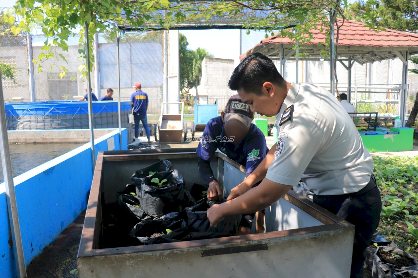 Manfaatkan Lahan Sempit, Warga Binaan Lapas Pemuda Madiun Tanam Pakcoy dan Terung