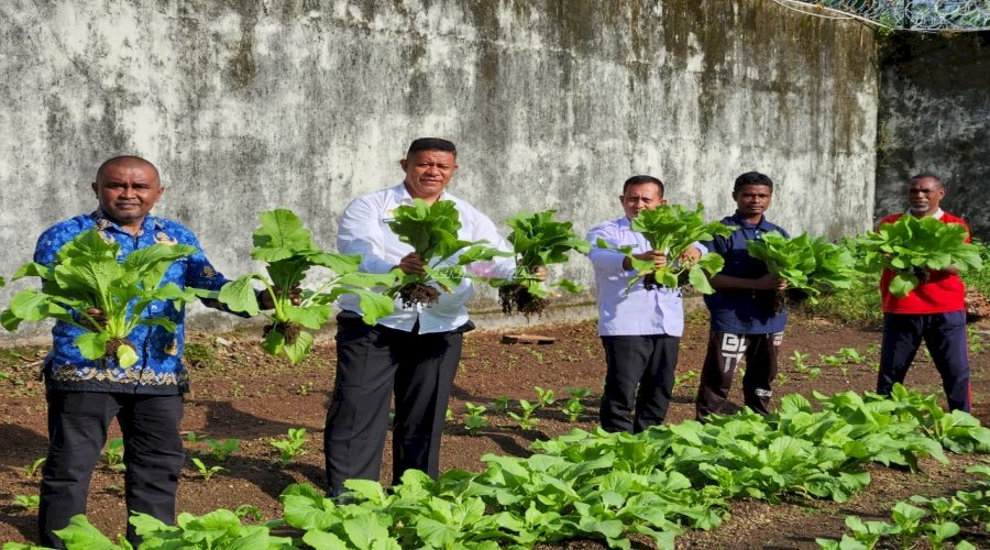 Dari Tangan Warga Binaan, Sayur Sawi Segar Penuhi Kebutuhan Dapur Lapas Tual