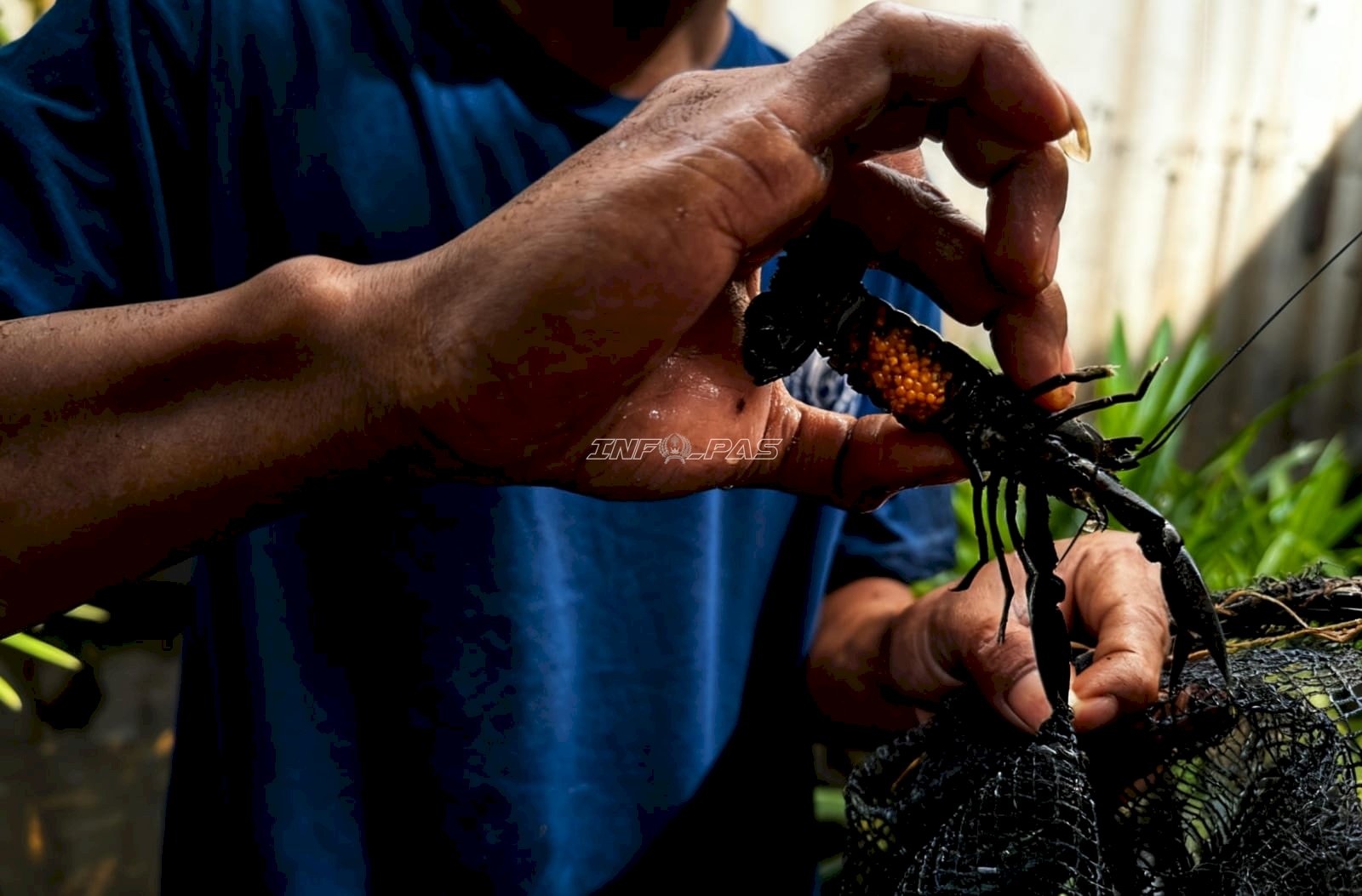 Manfaatkan Lahan Idle, Lapas Cipinang Kembangkan Budidaya Ikan Hias dan Konsumsi