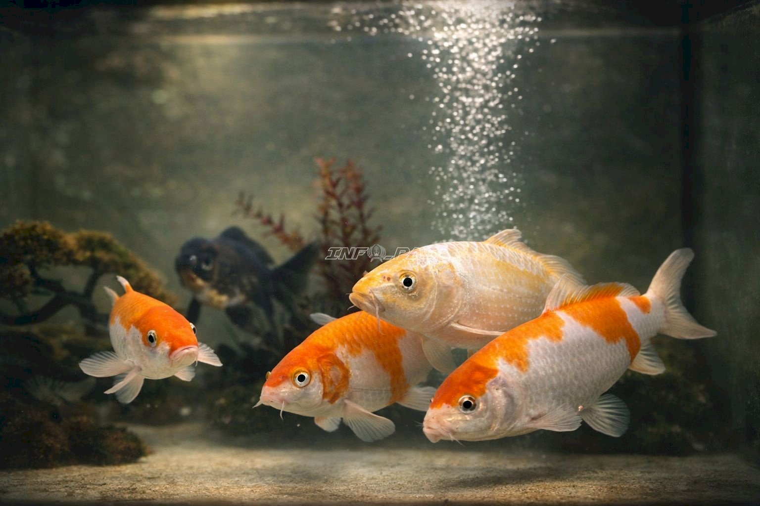 Manfaatkan Lahan Idle, Lapas Cipinang Kembangkan Budidaya Ikan Hias dan Konsumsi