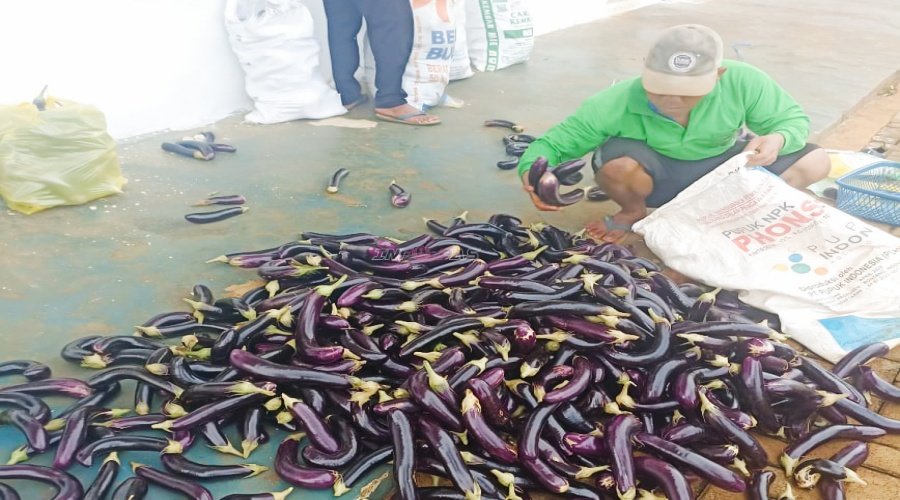 Hasil Meningkat, Panen Kedua Terung Ungu SAE Rutan Pelaihari Tembus 335 Kg