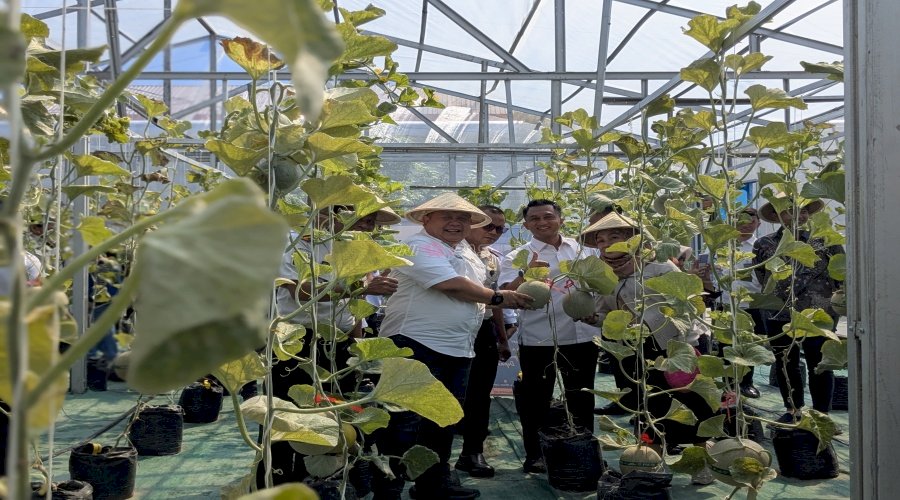 Kakanwil Ditjenpas Kaltim Panen Melon di SAE Lapas Balikpapan 