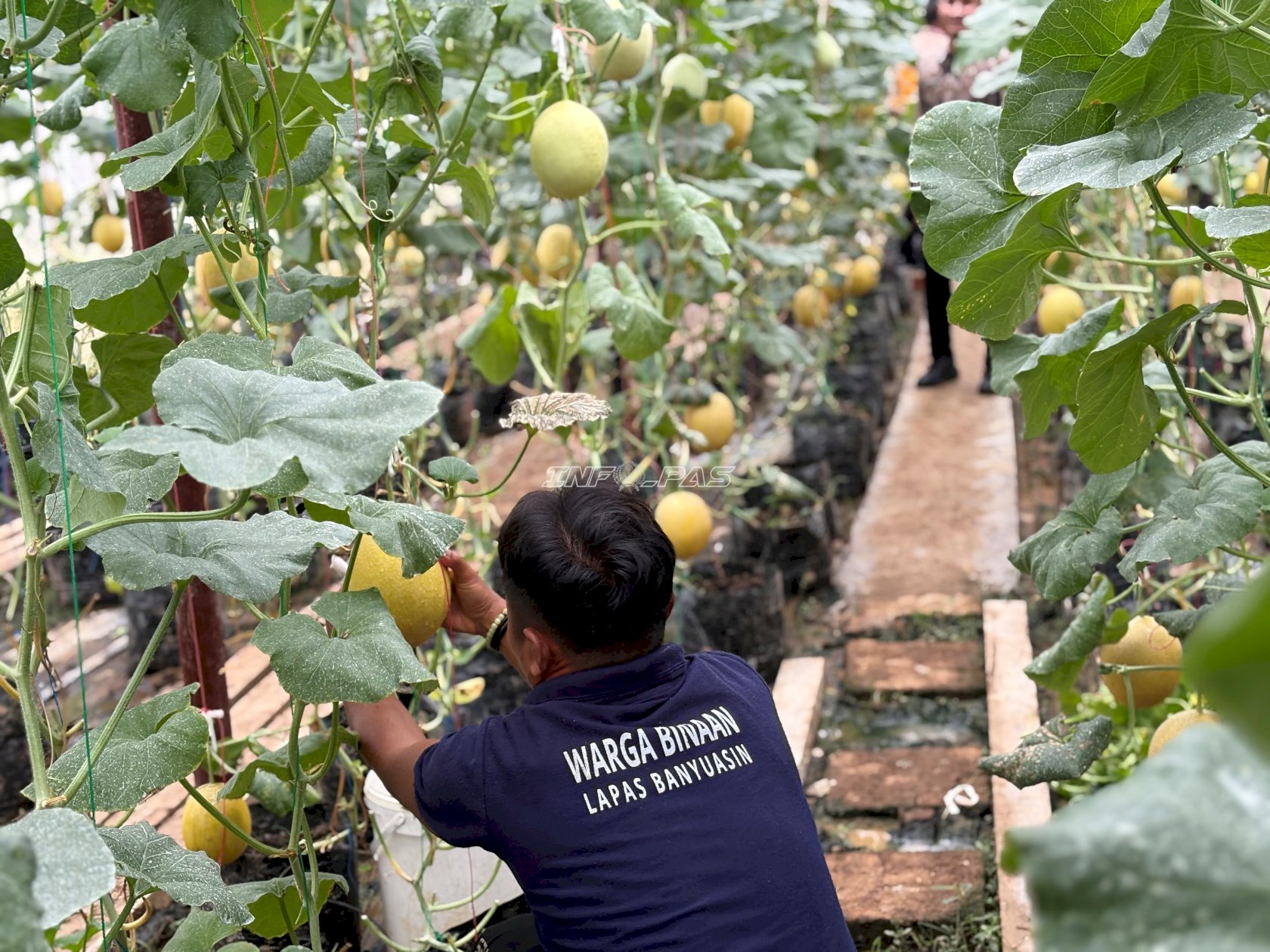 Dukung Ketahanan Pangan, Kakanwil Ditjenpas Sumsel Panen Melon Inthanon di Lapas Banyuasin