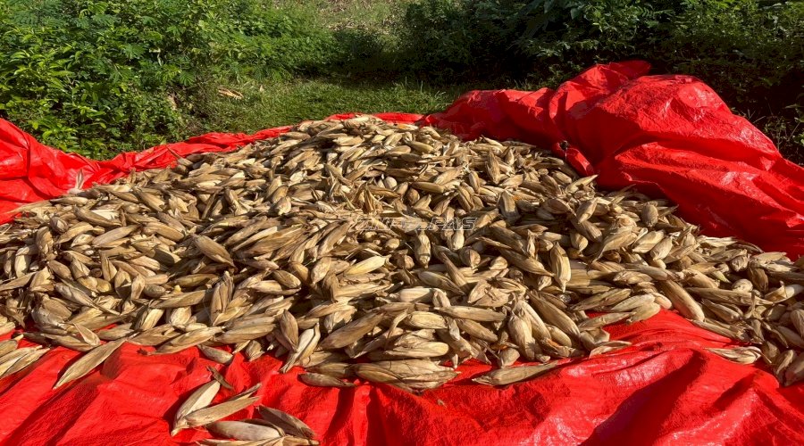 Dukung Ketahanan Pangan, Lapas Perempuan Gorontalo Panen Raya Jagung