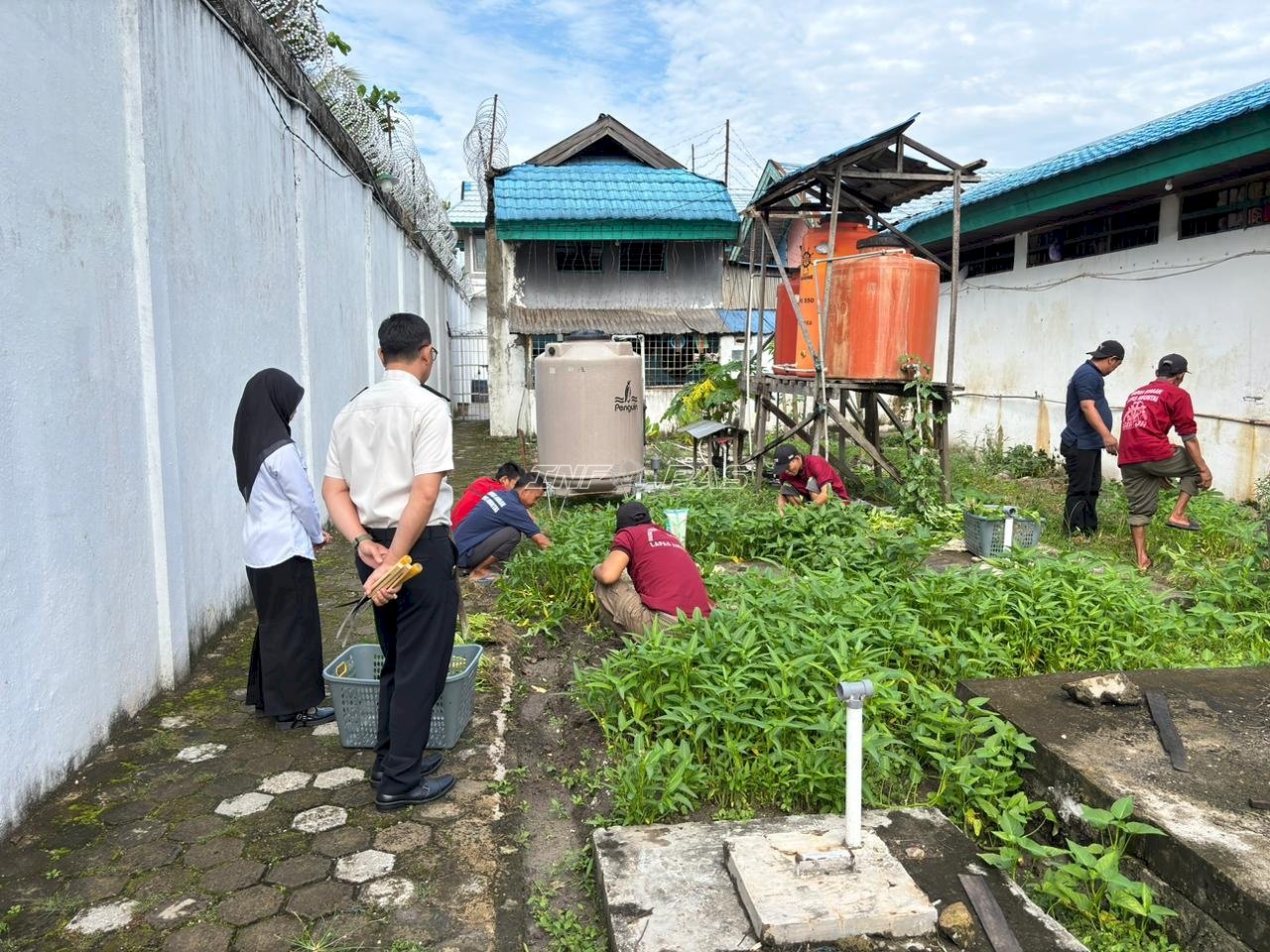 Lapas Amuntai Panen 40 Kilogram Kangkung Hasil Pembinaan Warga Binaan