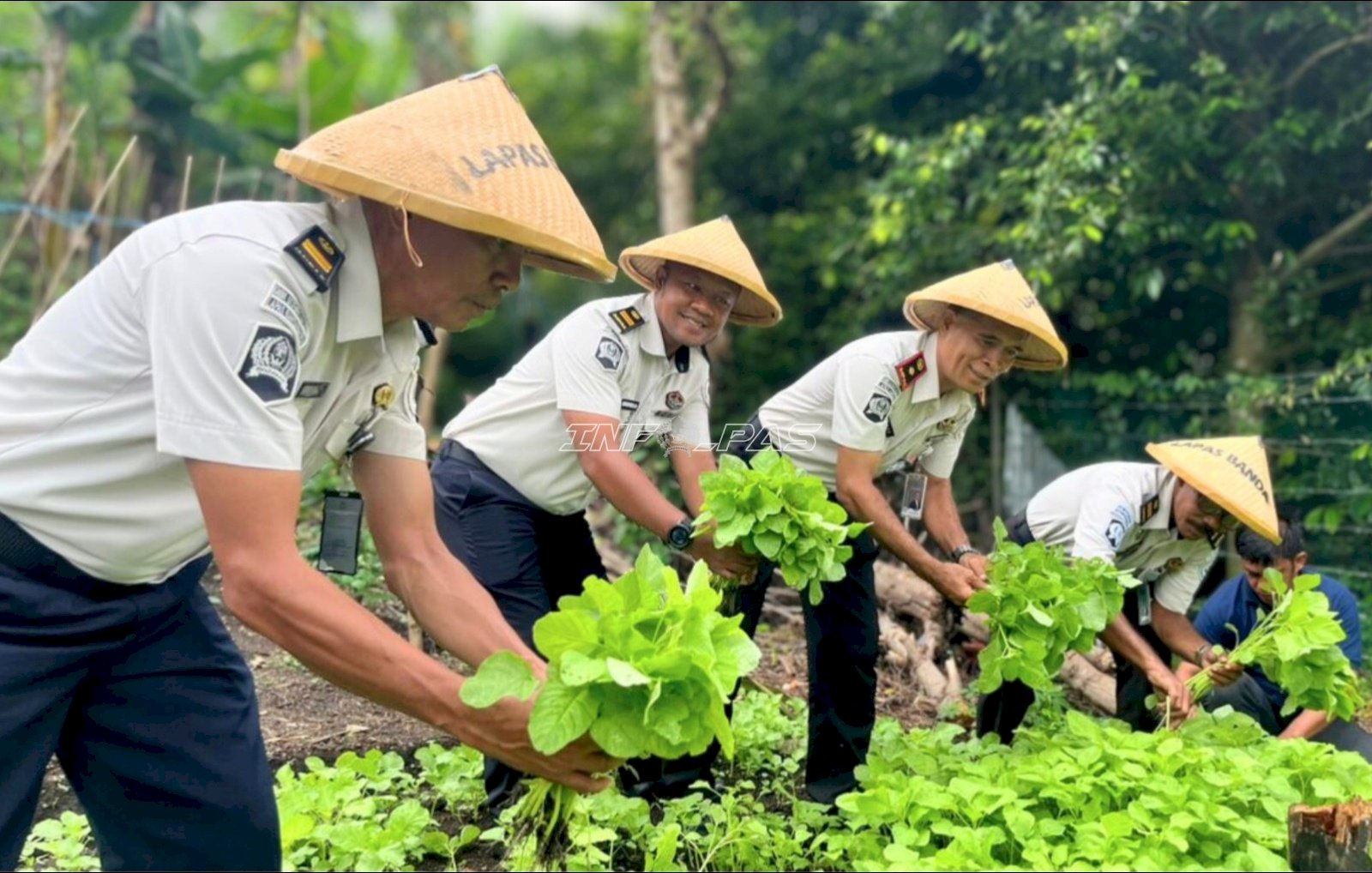 Dukung Ketahanan Pangan, Lapas Bandanaira Panen Sayur Bayam 