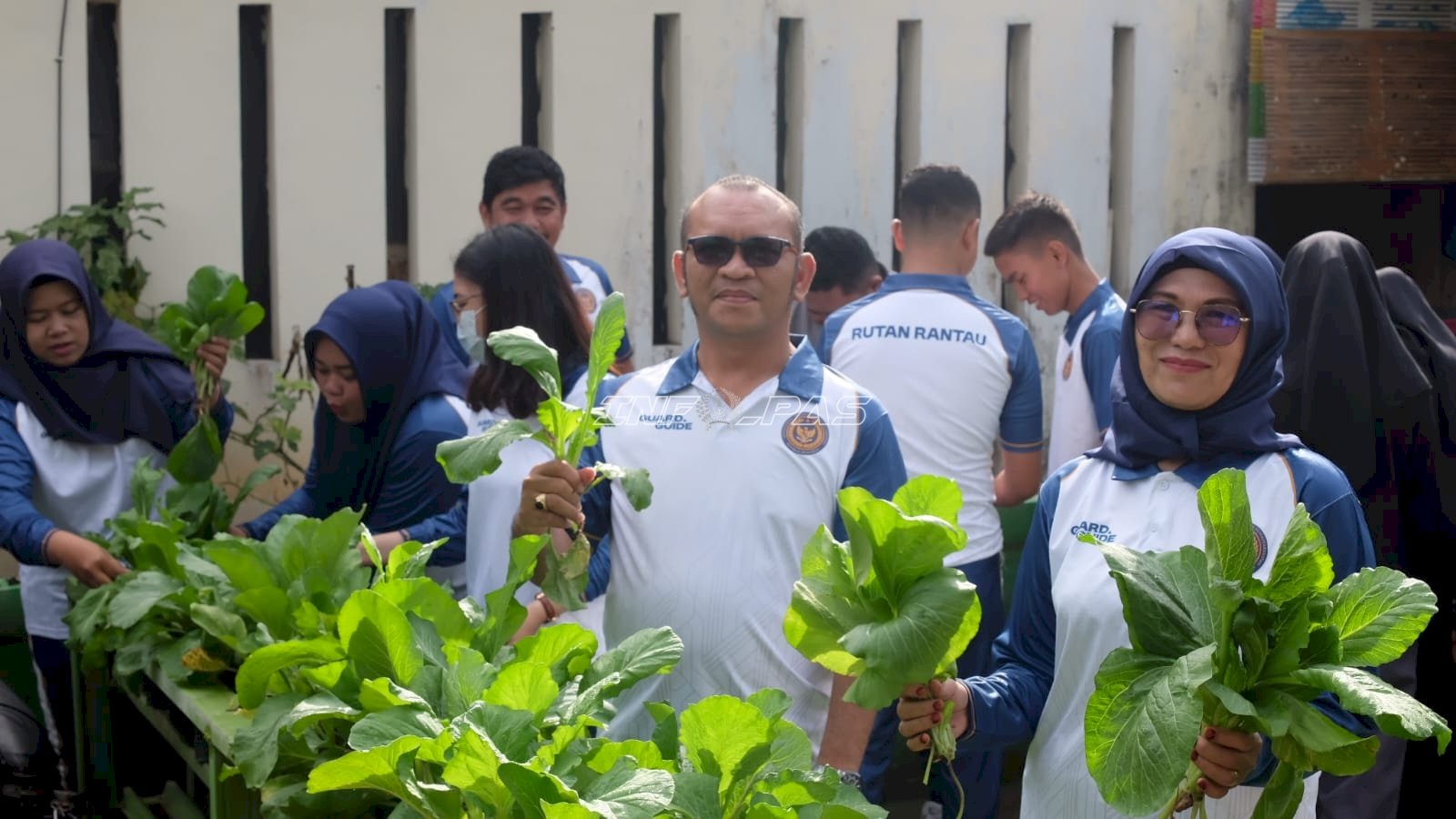 Panen Sawi dan Pakcoy di Lahan SAE, Rutan Rantau Perkuat Ketahanan Pangan