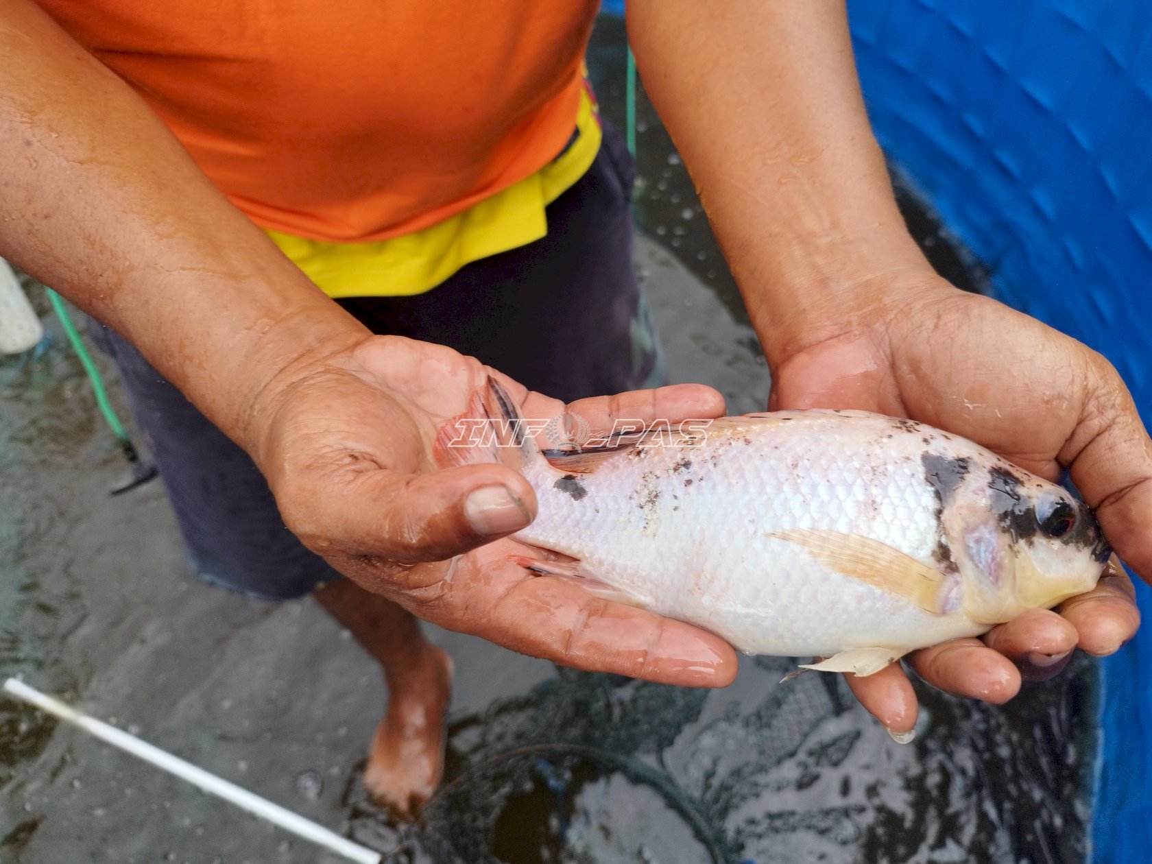 Budidaya Berkelanjutan, Lapas Namlea Grading Ribuan Anakan Nila