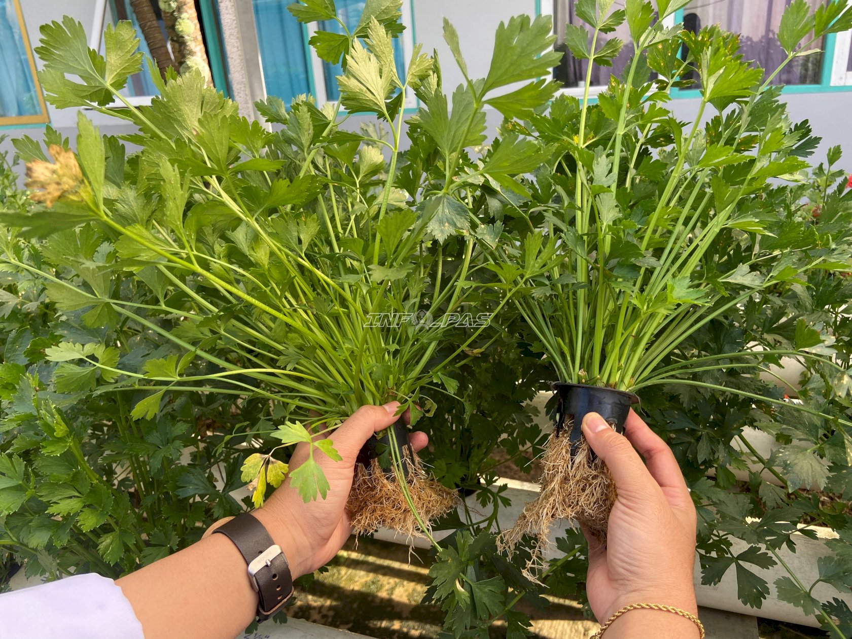 SAE Lapas Tanjung Panen 150 Ikat Seledri, Dukung Program Aksi Kemenimipas