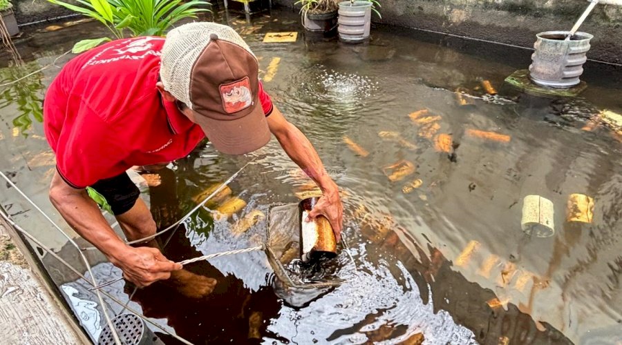 Budidaya Lobster Air Tawar, Lapas Kelas I Cipinang Ubah Lahan Idle Jadi Harapan Baru