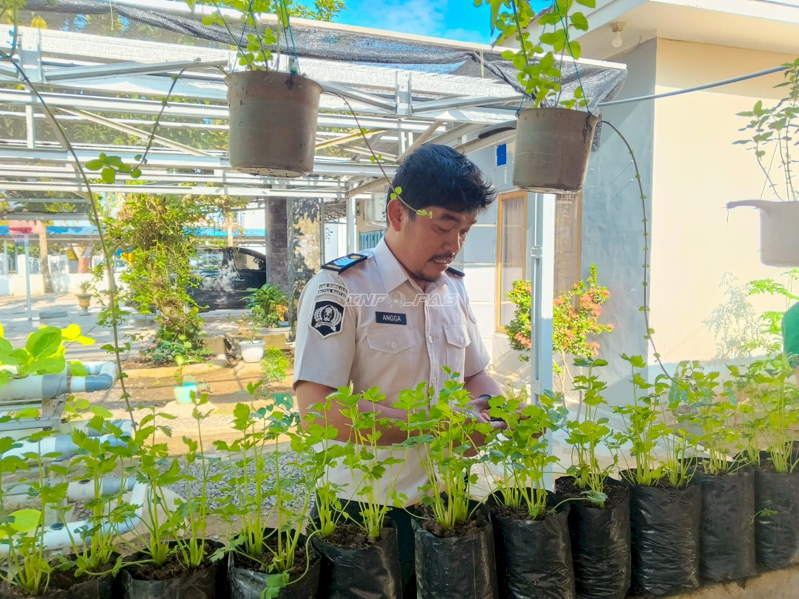 Panen Seledri Lahan Terbatas SAE, Rutan Rantau Perkuat Kemandirian