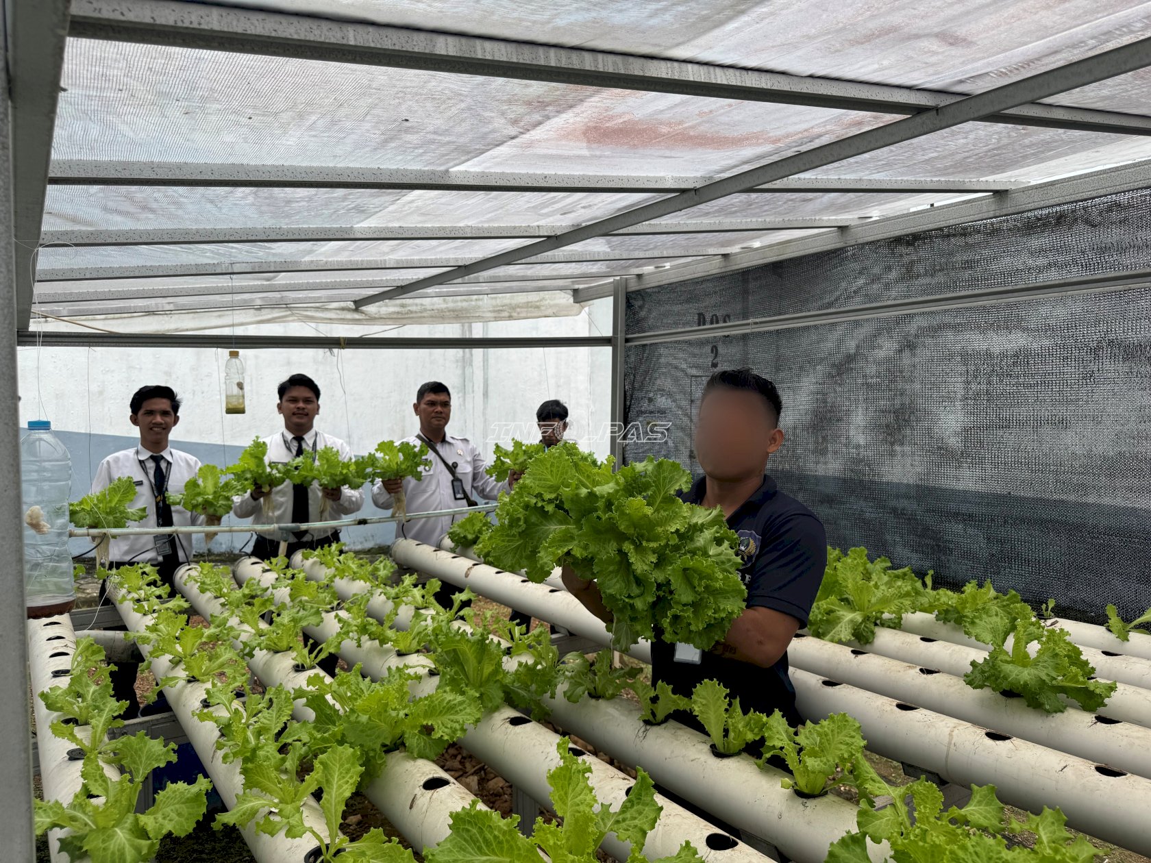 Lagi, Lapas Kotabaru Panen Selada Hidroponik, Wujud Kemandirian Pangan Warga Binaan