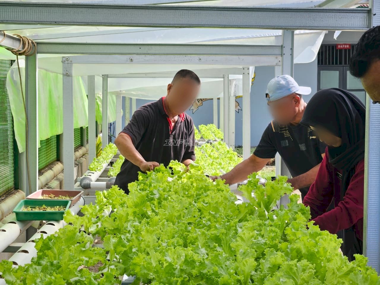 Wujud Kemandirian Pangan, Lapas Ambon Sukses Panen Pakcoy