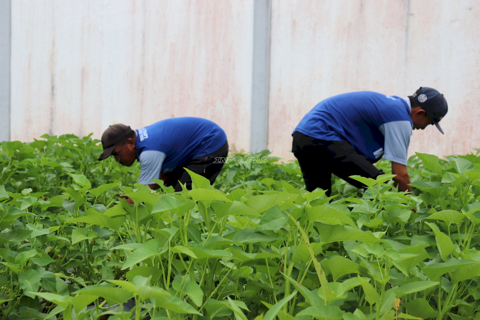 Perkuat Pembinaan Kemandirian, Warga Binaan Lapas Tanjung Panen Kangkung