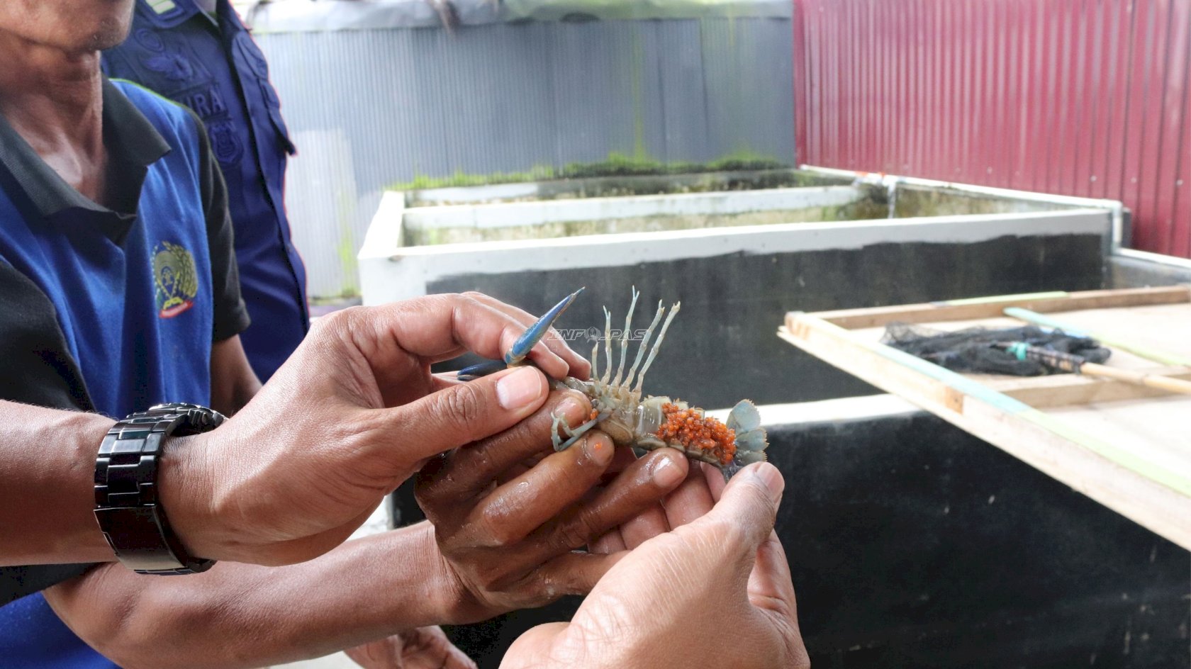 Lewat Budidaya Lobster, Lapas Narkotika Karang Intan Hadirkan Pembinaan Produktif Bernilai Ekonomi