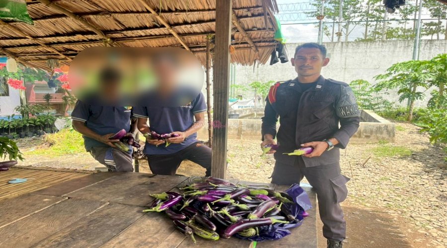 Optimalisasi Pembinaan Kemandirian, Lapas Piru Panen 85 Buah Terong