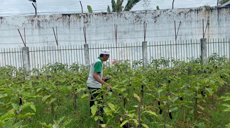 Panen Terong Hijau dan Ungu, Rutan Barabai Hasilkan 31 Kilogram dari Kebun SAE