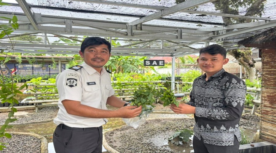 Panen Daun Mint Berkelanjutan, Rutan Rantau Pasok Stok ke M Stories Coffee Shop