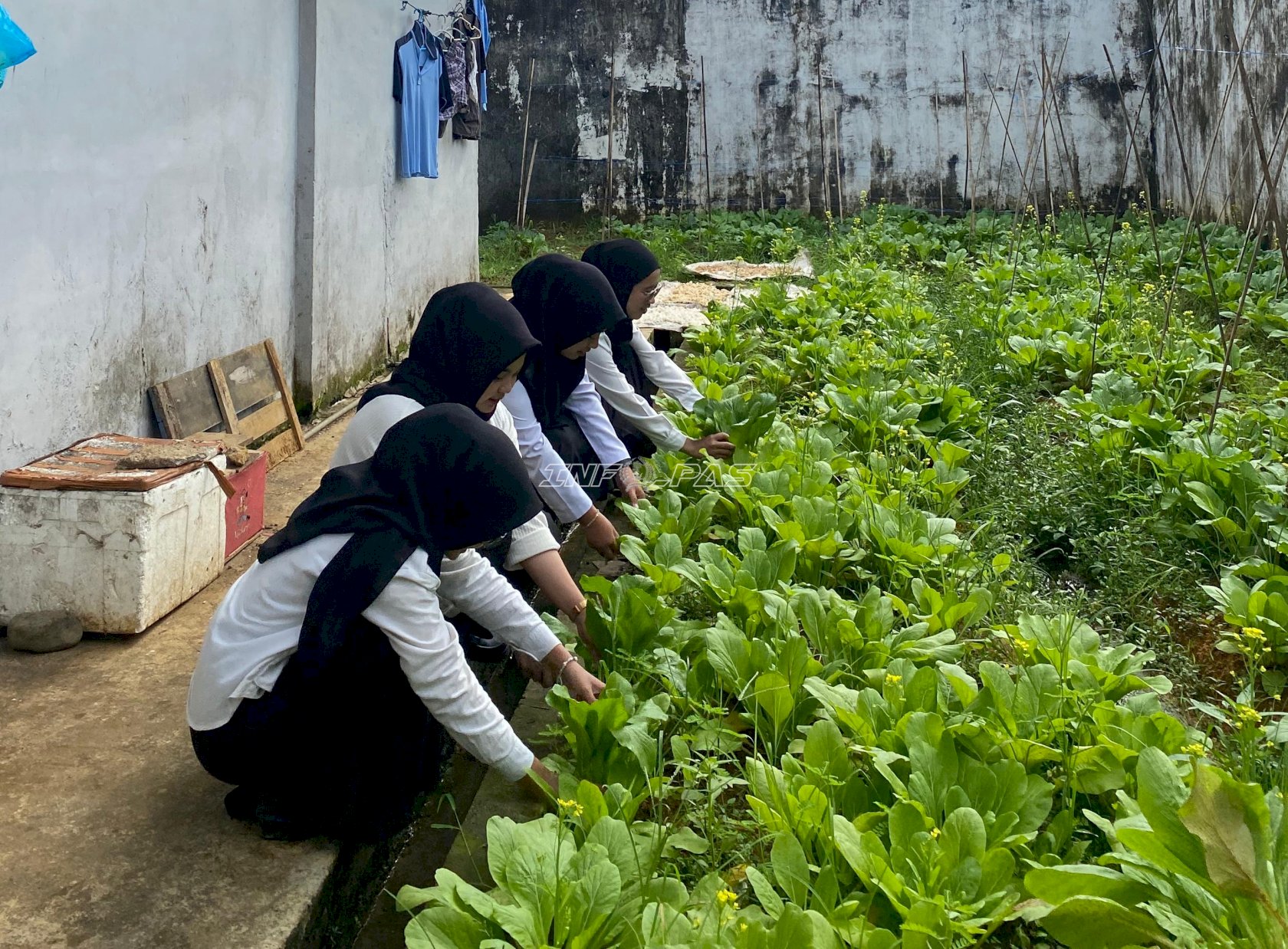 Panen 40 Ikat Sawi, Rutan Barabai Perkuat Pembinaan Pertanian Produktif