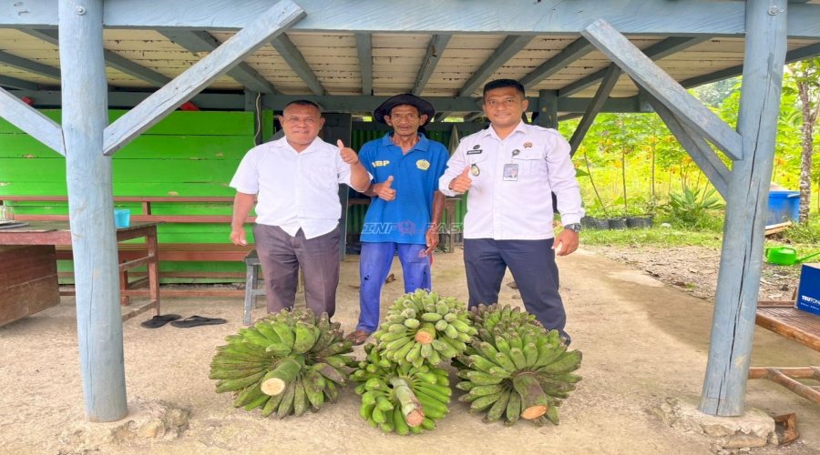 Lapas Piru Panen Pisang, Perkuat Ketahanan Pangan dan UMKM Warga Binaan