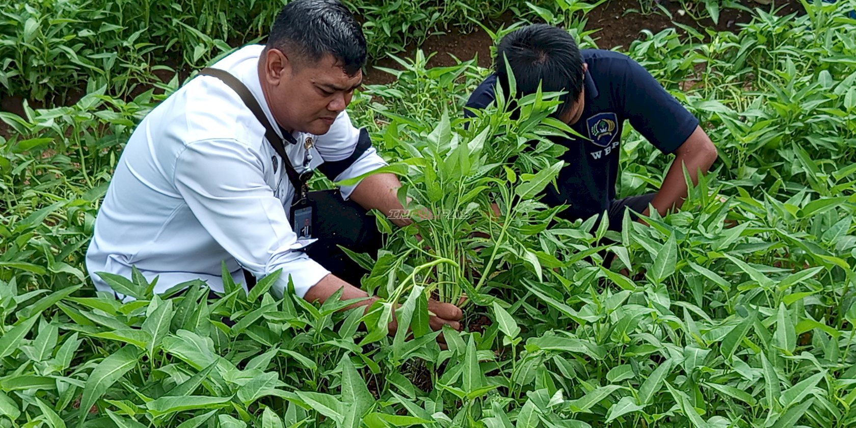 Panen 50 Kg Kangkung, Bukti Konsistensi Pembinaan Pertanian di Lapas Kotabaru