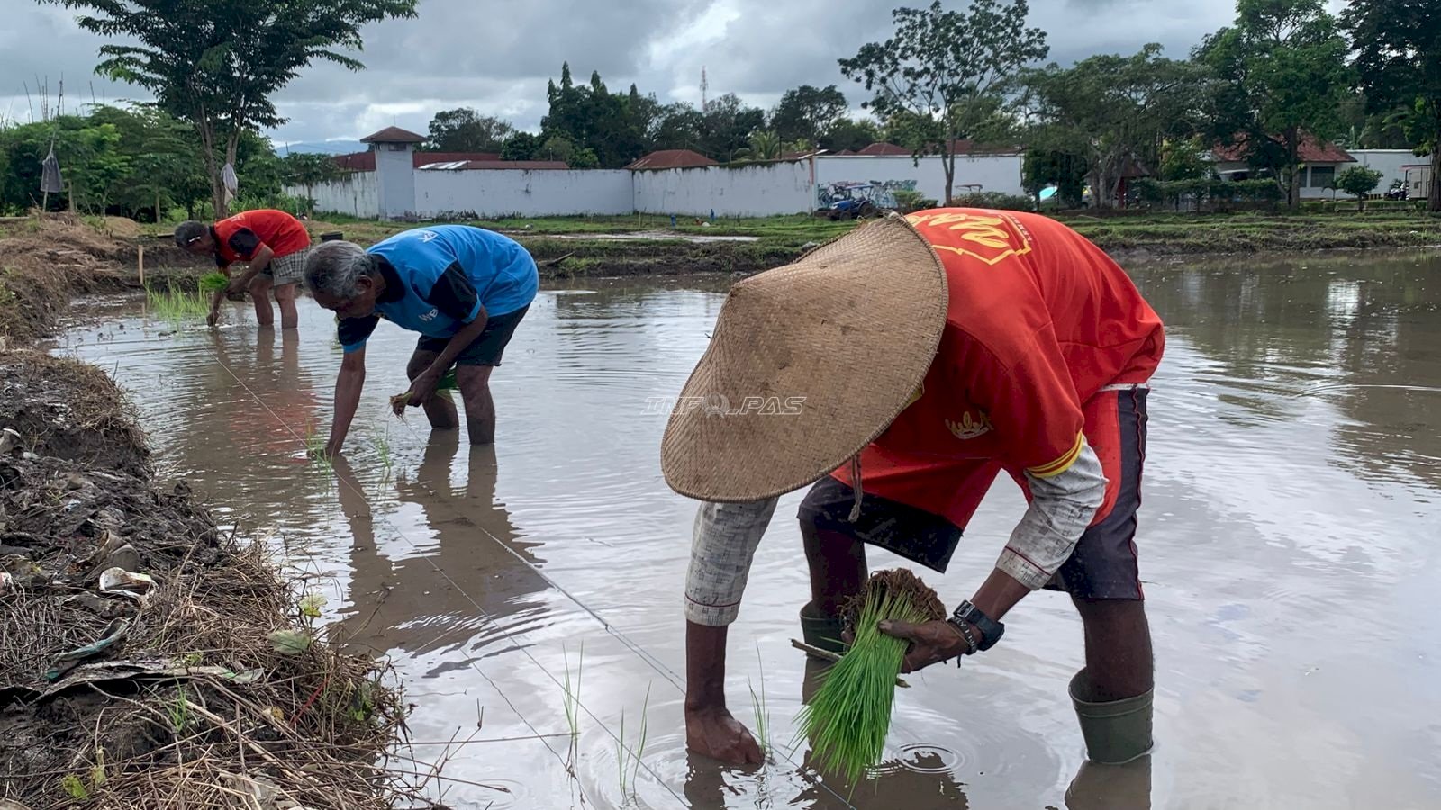 Perkuat Ketahanan Pangan, Lapas Atambua Kembali Tanam Padi Optimalkan Lahan Produktif
