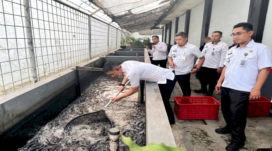 Lapas Jember Panen 1.000 Lele, Bukti Keberhasilan Pembinaan Kemandirian 