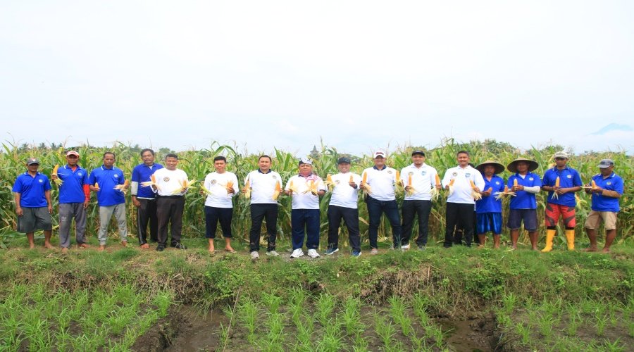 Dukung Ketahanan Pangan Nasional, SAE Paswangi Lapas Banyuwangi Hasilkan Jagung Berkualitas