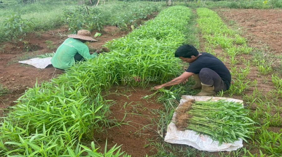 Raih Berkah Ramadan dengan Kegiatan Produktif, Lapas Batulicin Panen 30 Kg Kangkung