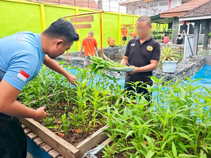 Hijau dan Produktif, Warga Binaan Lapas Banjarmasin Panen Kangkung di SAE 2