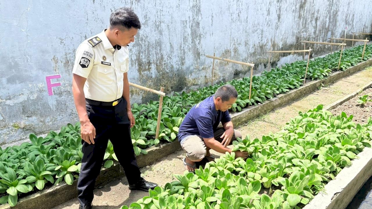 Ramadan Produktif, Rutan Majene Panen 5 Kg Pakcoy