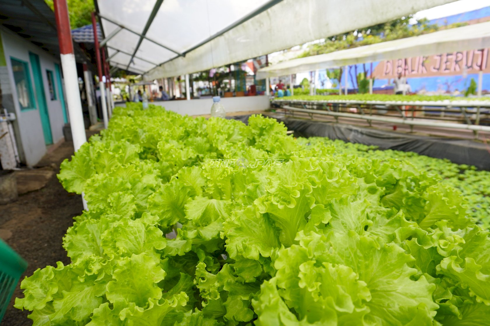 Program Hidroponik Lapas Narkotika Karang Intan Bekali Warga Binaan Keterampilan Produktif