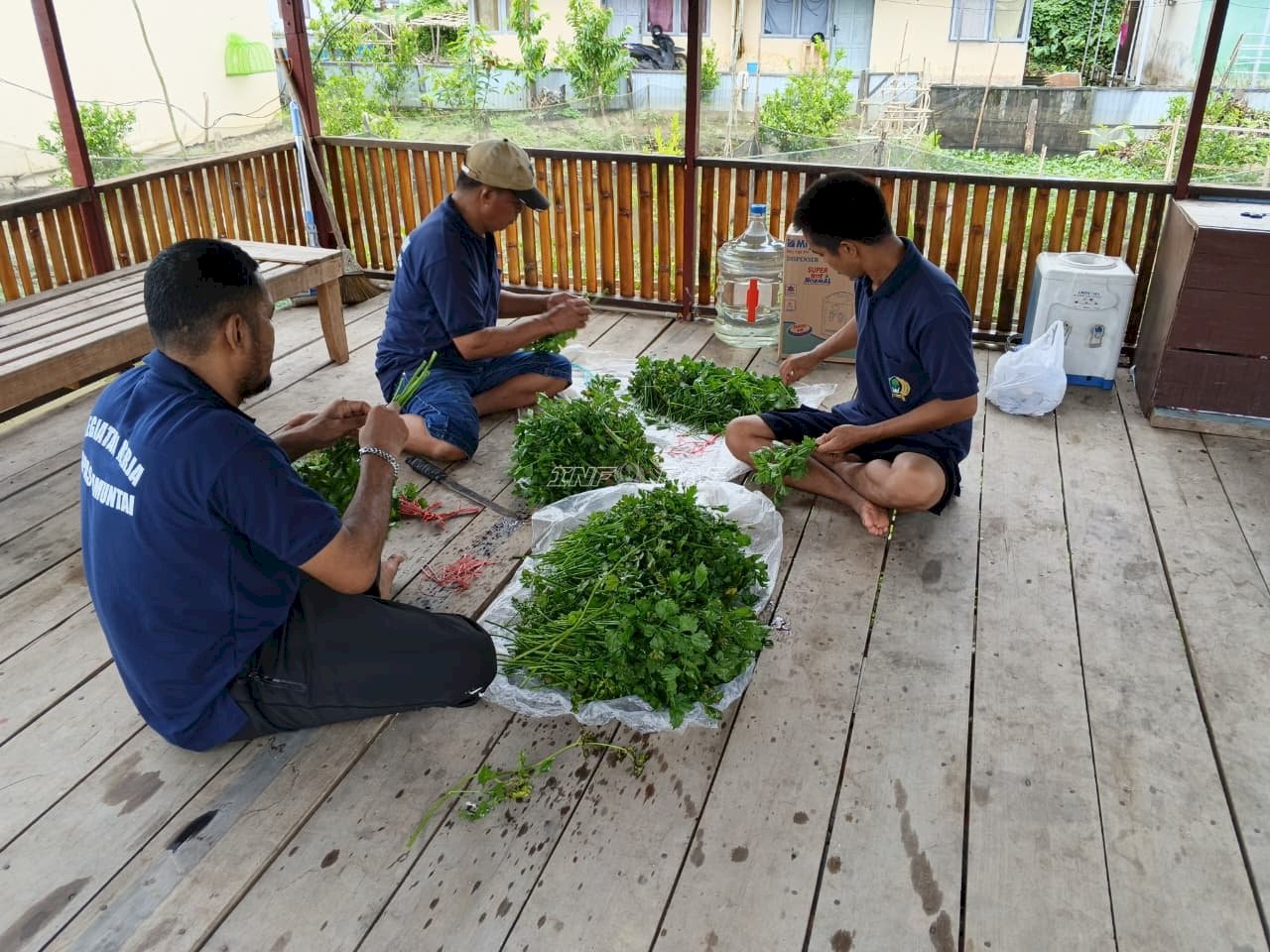 Semakin Produktif, Warga Binaan Lapas Amuntai Rutin Panen Kangkung dan Seledri dari SAE Brandgang