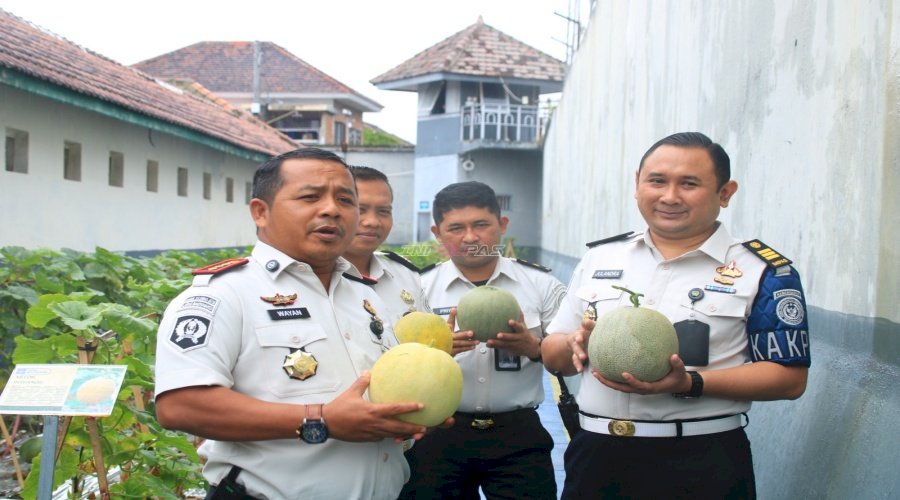 Penen Melon, Lapas Banyuwangi Buktikan Lahan Terbatas Bukan Penghalang Dukung Swasembada Pangan