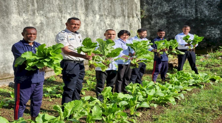 Lapas Tual Panen Puluhan Kilogram Sawi Segar, Wujudkan Kemandirian Warga Binaan