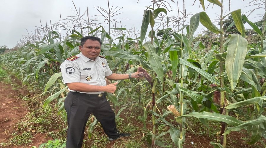 Panen 10 Kg Jagung Jantan, Rutan Pelaihari Siap Penuhi Pesanan Warga