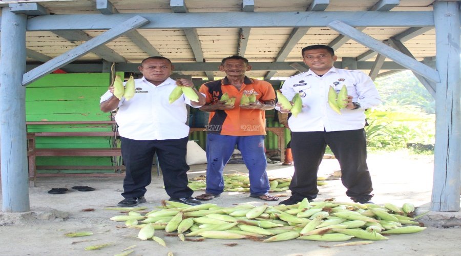 Dukung Ketahanan Pangan, Lapas Piru Panen 213 Jagung Manis