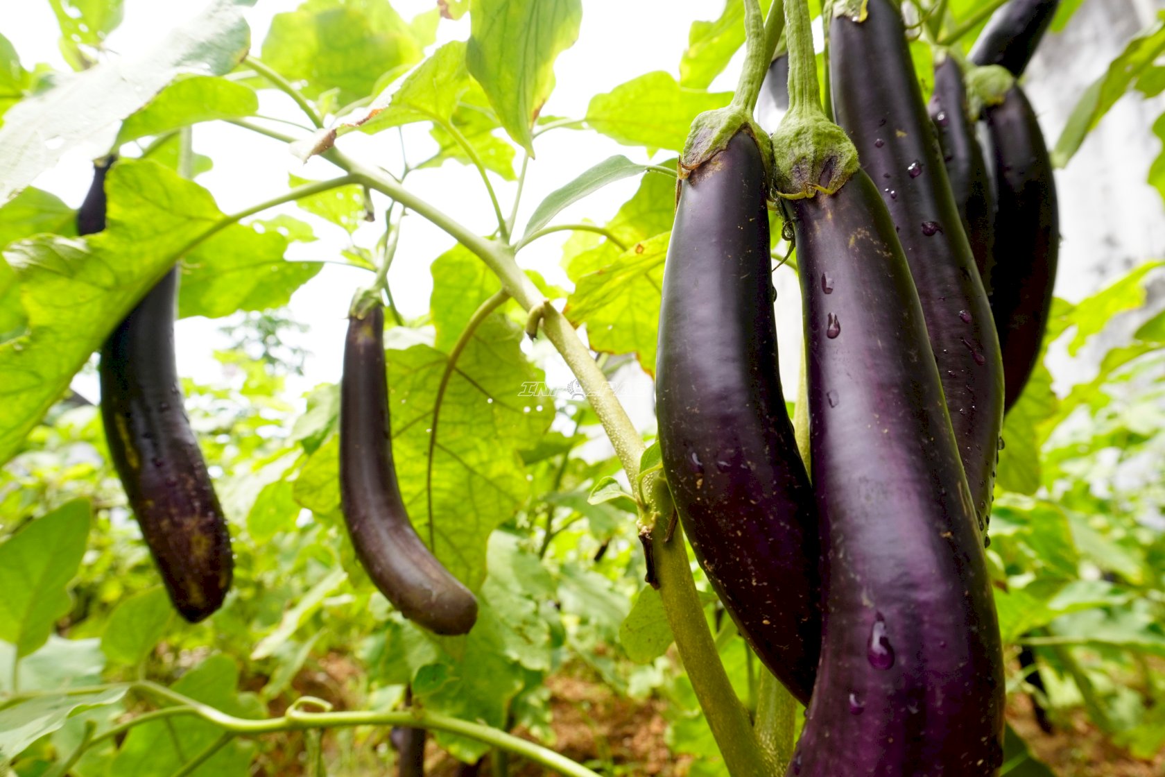 Menanam Perubahan, Menuai Kemandirian, Panen Terung Warnai Pembinaan di Lapas Narkotika Karang Intan