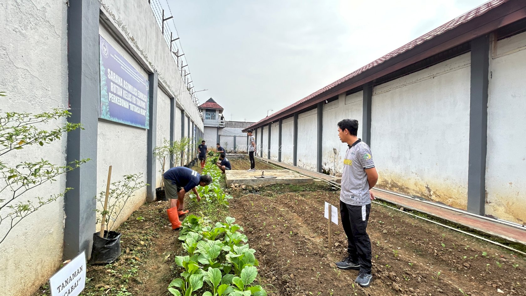 Rutan Tanjung Panen 100 Ikat Sawi, Lanjut Penyemaian untuk Siklus Tanam Berkelanjutan