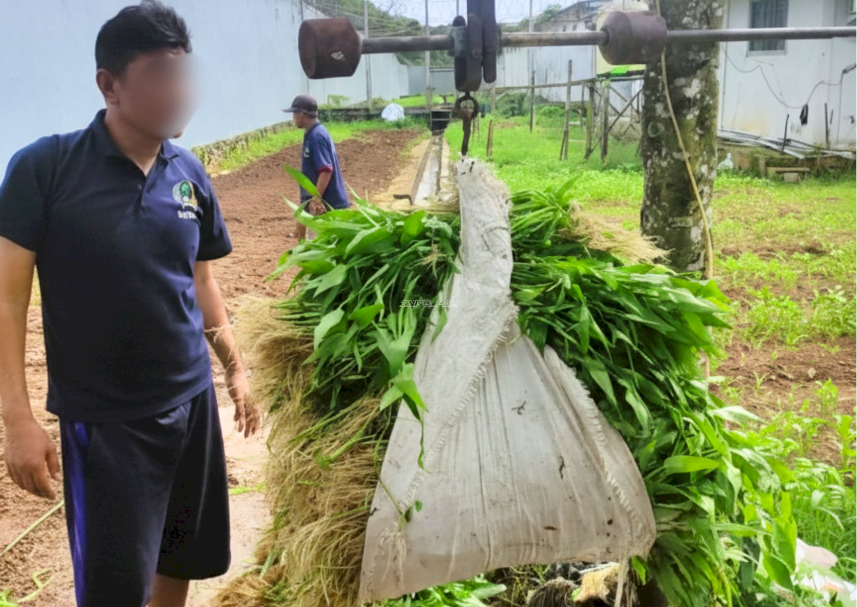Semangat Ramadan, Program Kemandirian Lapas Narkotika Karang Intan Panen 58 Kg Kangkung